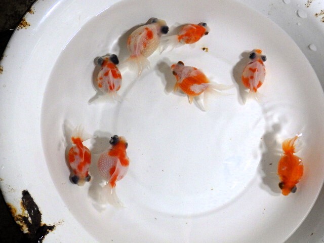 出目ピンポンパールの稚魚約2ｃｍ 20匹セット(浜松 二橋養魚場産)240120-04_画像6
