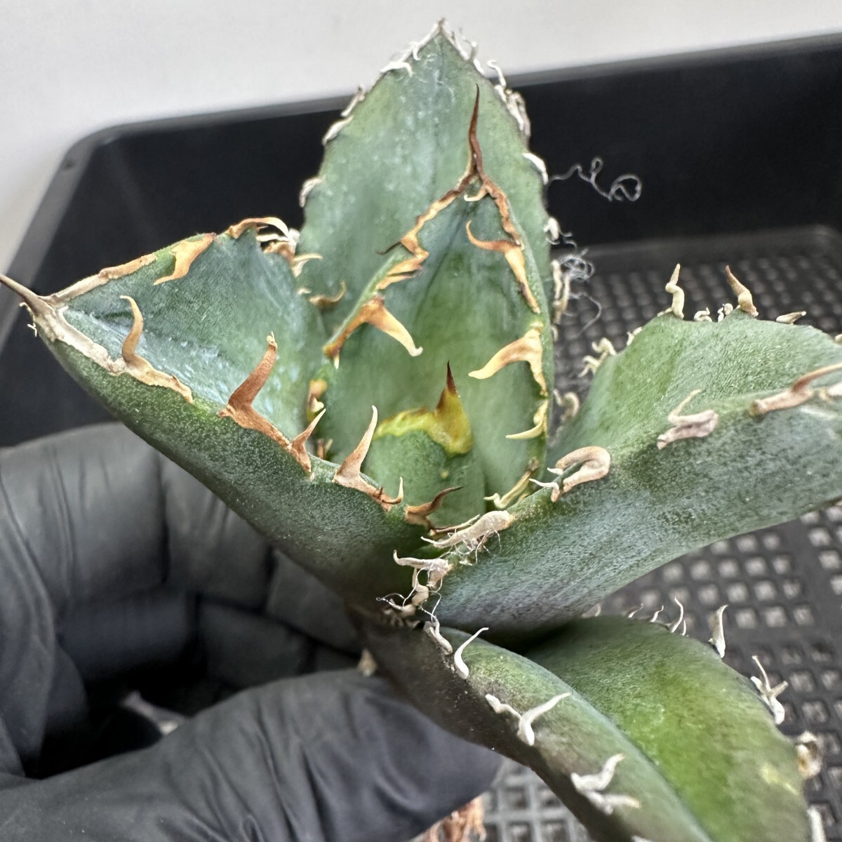 【438】アガベ チタノタ 白鯨 白鯨 Agave titanota Beluga angel 3株同梱 _画像3