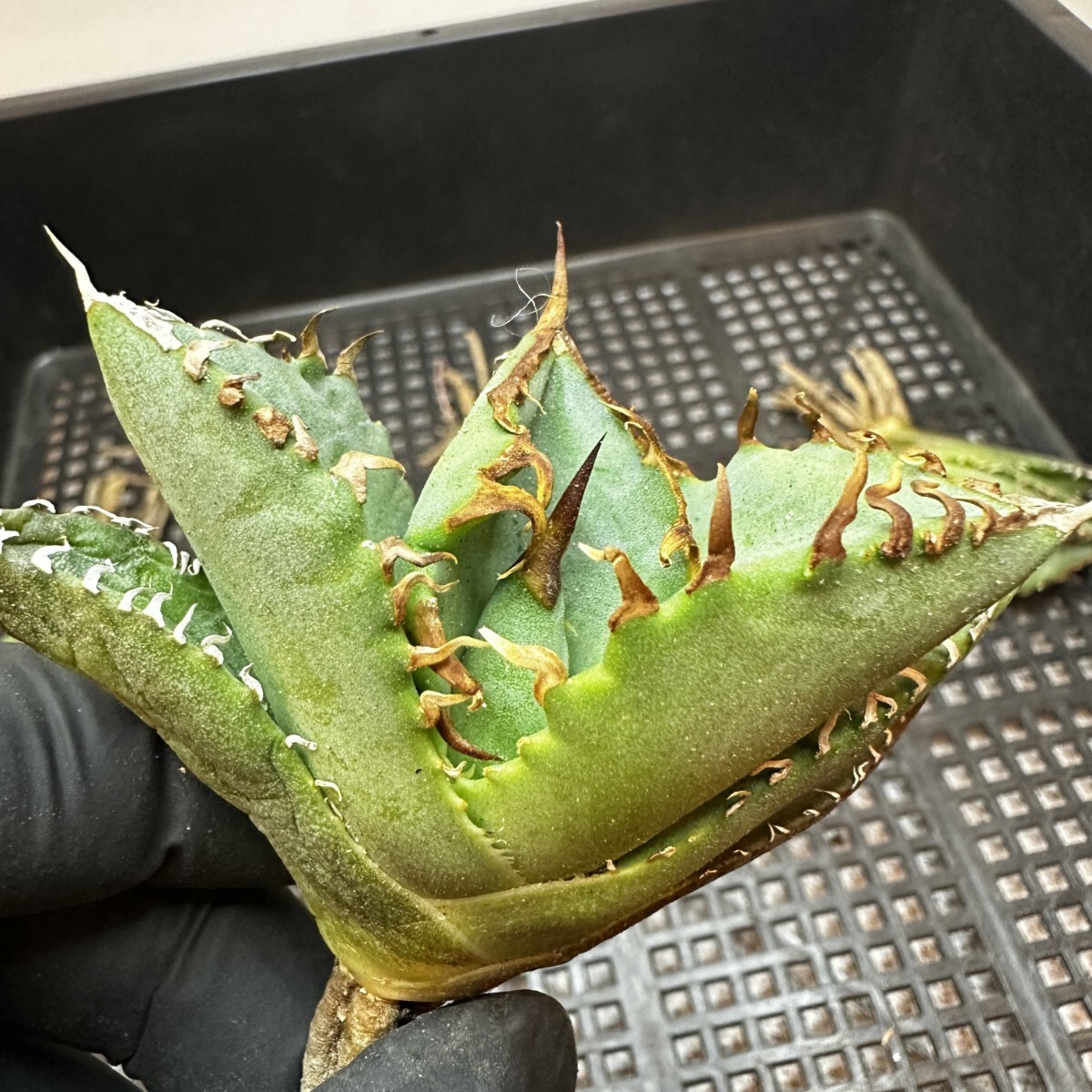 【594】 アガベ チタノタ 蟹 カニです Agave titanota の蟹 狂棘 5株同梱の画像4