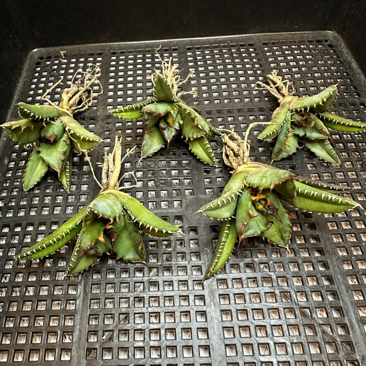 【626】アガベ チタノタ agave titanota姫巌龍 短葉 矮型 包葉型 強棘 5株同梱の画像2