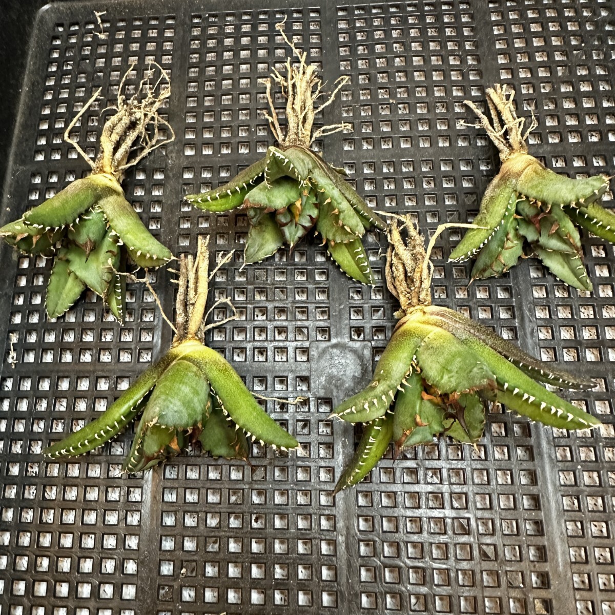 【626】アガベ チタノタ agave titanota姫巌龍 短葉 矮型 包葉型 強棘 5株同梱の画像1