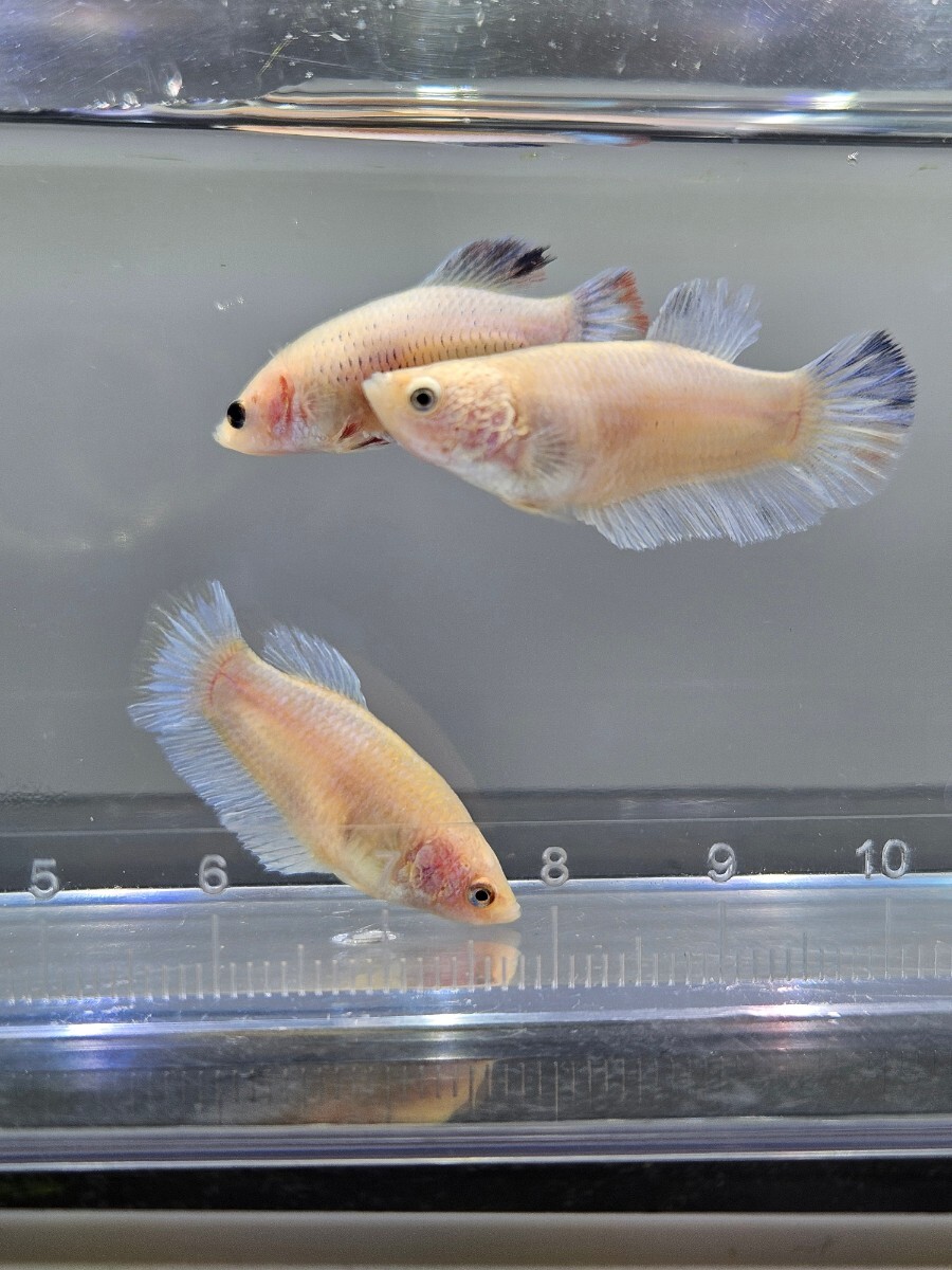 ベタ 幼魚 メス 3匹セット グリッセル×ダンボ 自家繁殖 ♀ 姫水槽にの画像1