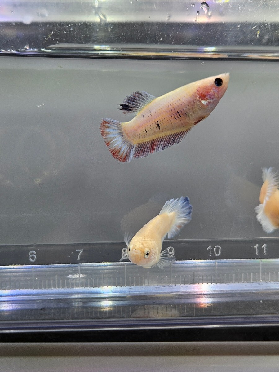 ベタ 幼魚 メス 3匹セット グリッセル×ダンボ 自家繁殖 ♀ 姫水槽にの画像4