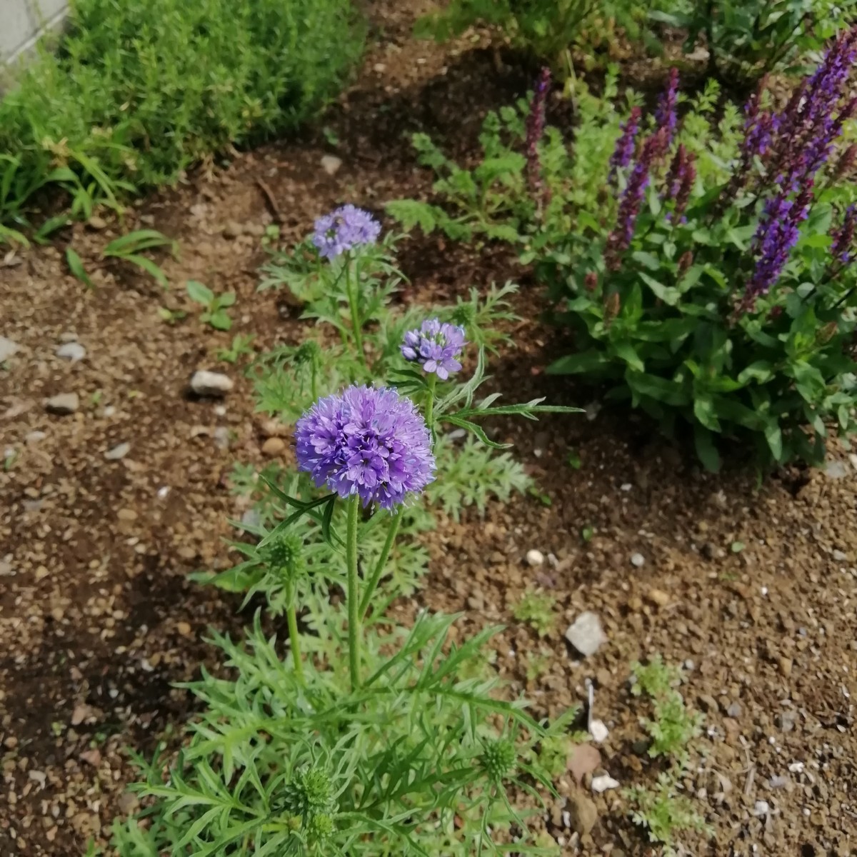 ギリア　カピタータ　20粒　花の種　種子　同梱可能　丸いポンポン　青い花　ブルーガーデン　青花　青紫　もこもこしたお花達　ピンポン花_画像6