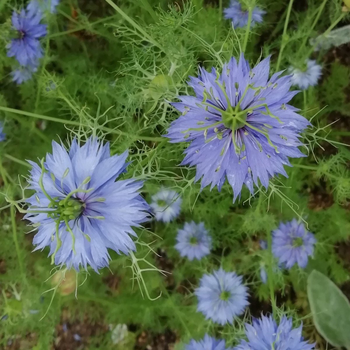 ニゲラの種 40粒種子 青のみ 春秋蒔き 花の種 同梱可能 青い花 青花ブルーガーデン ブルーの花 クロタネソウ ナチュラルガーデンの画像1