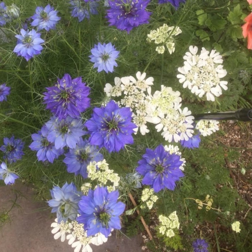 ニゲラの種 40粒種子 青のみ 春秋蒔き 花の種 同梱可能 青い花 青花ブルーガーデン ブルーの花 クロタネソウ ナチュラルガーデンの画像6