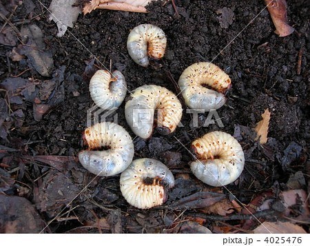 埼玉県　天然　カブトムシ幼虫　150匹_画像1