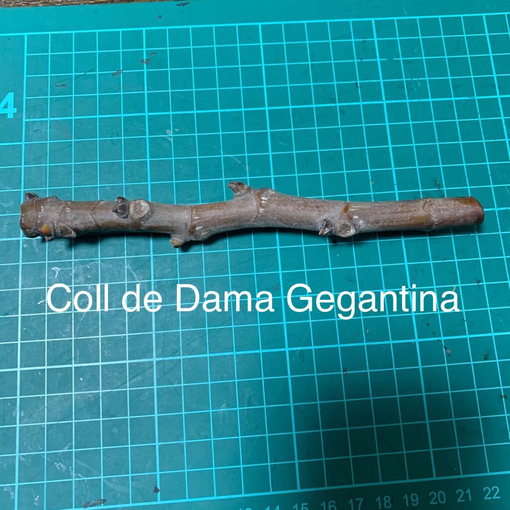 Coll de Dama Gegantina穂木　いちじく穂木 イチジク穂木 _画像1