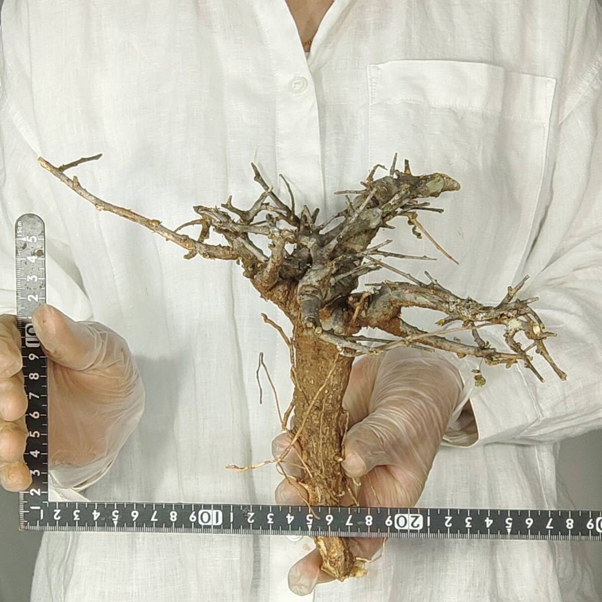 R087 ボスウェリア・ネグレクタ Boswellia neglecta 塊根植物 観葉植物 未発根_画像2