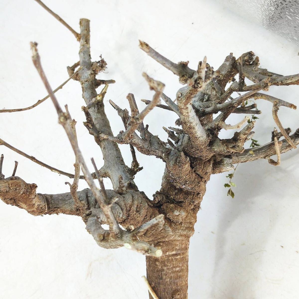 S002 ボスウェリア・ネグレクタ Boswellia neglecta 塊根植物 観葉植物 未発根_画像5