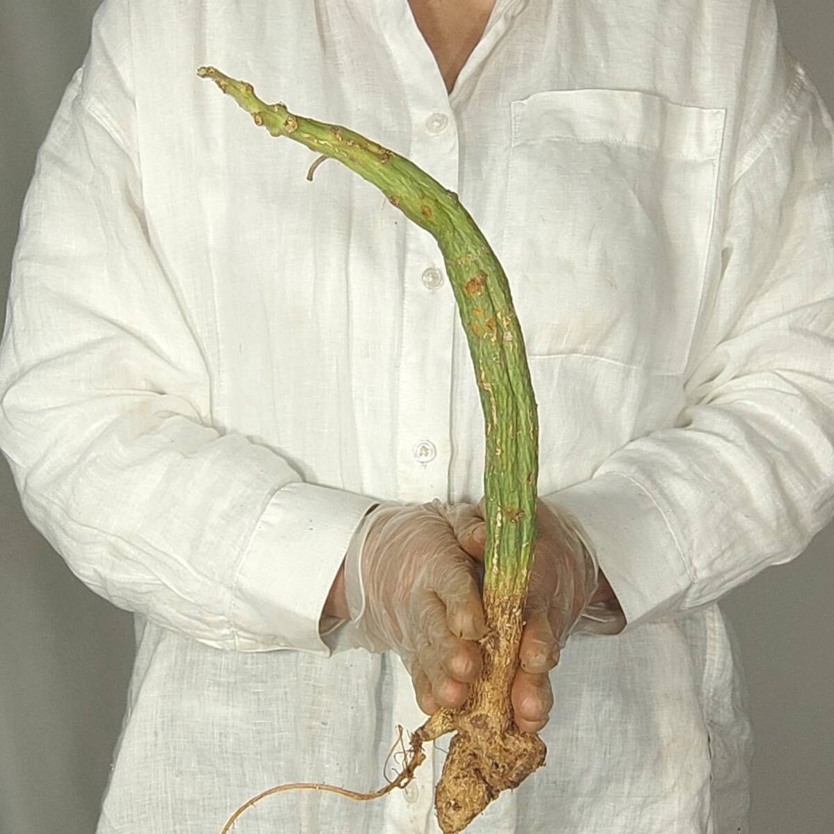 S039 アデニア・ケラマンサス Adenia keramanthus 塊根植物 観葉植物 未発根_画像3