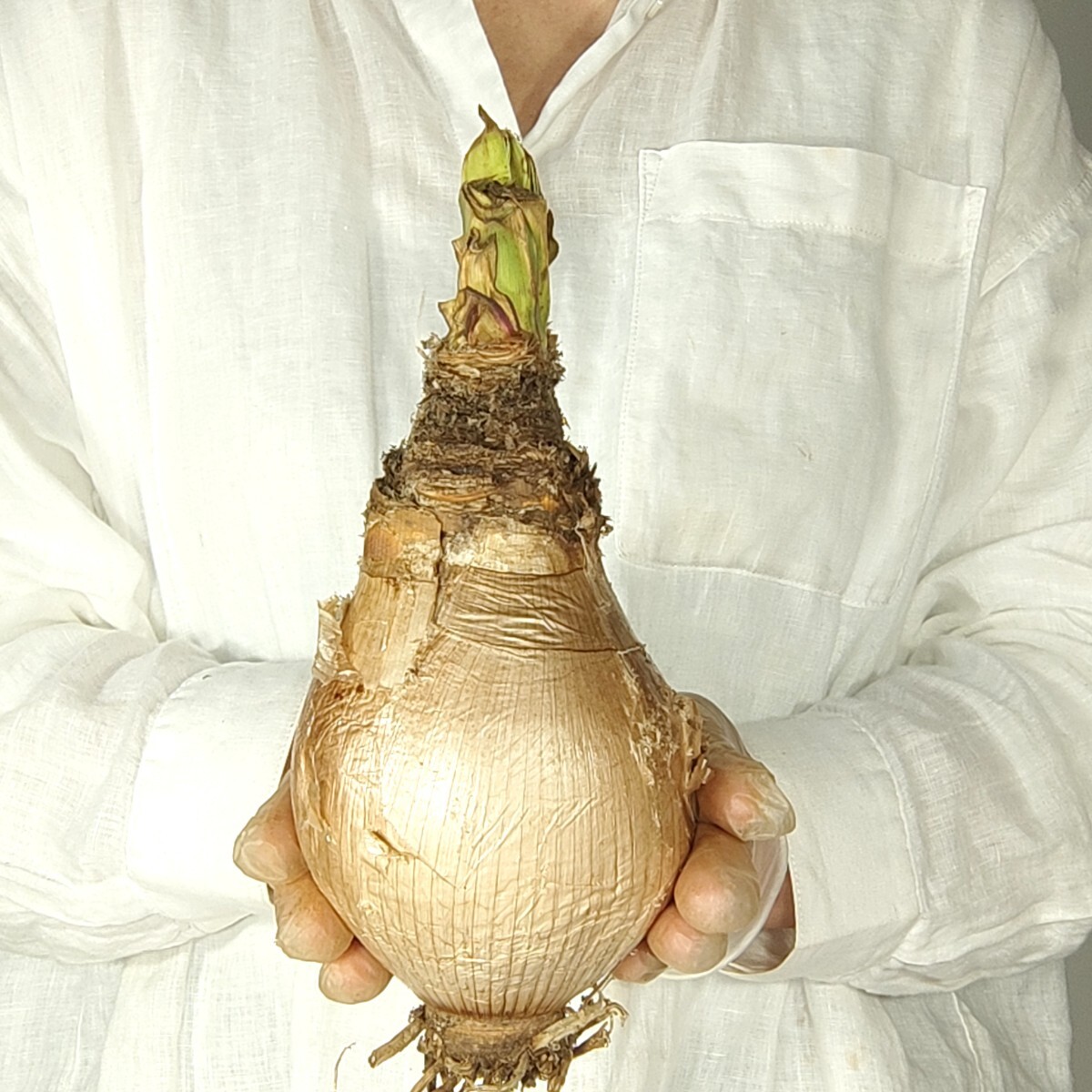 S086 ブーファン・ディスティチャ Boophane disticha 塊根植物 観葉植物 未発根_画像3