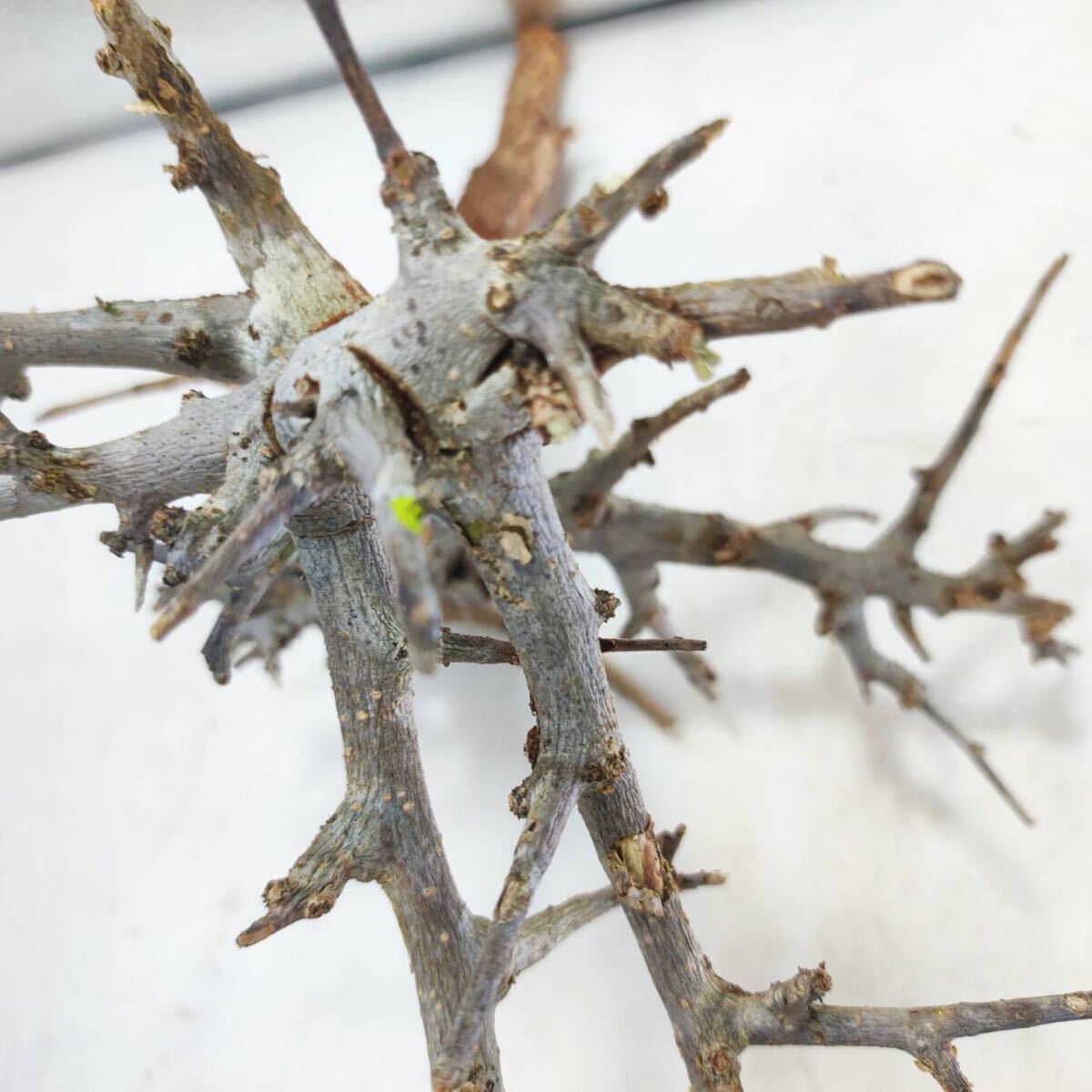 S101 ボスウェリア・ネグレクタ Boswellia neglecta 塊根植物 観葉植物 未発根_画像6