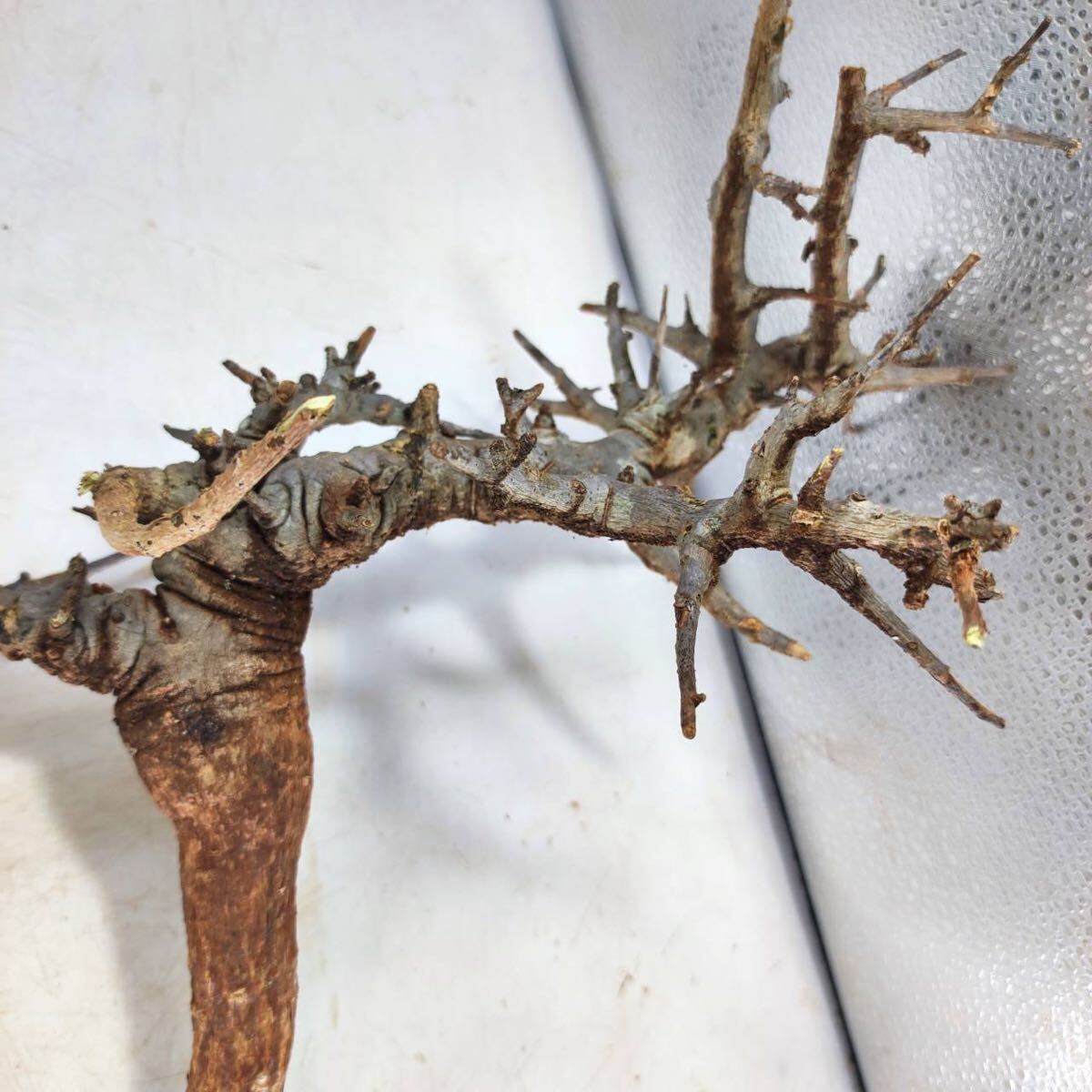 S101 ボスウェリア・ネグレクタ Boswellia neglecta 塊根植物 観葉植物 未発根_画像5