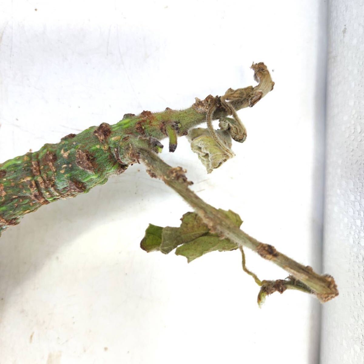 S135 アデニア・ケラマンサス Adenia keramanthus 塊根植物 観葉植物 未発根_画像6