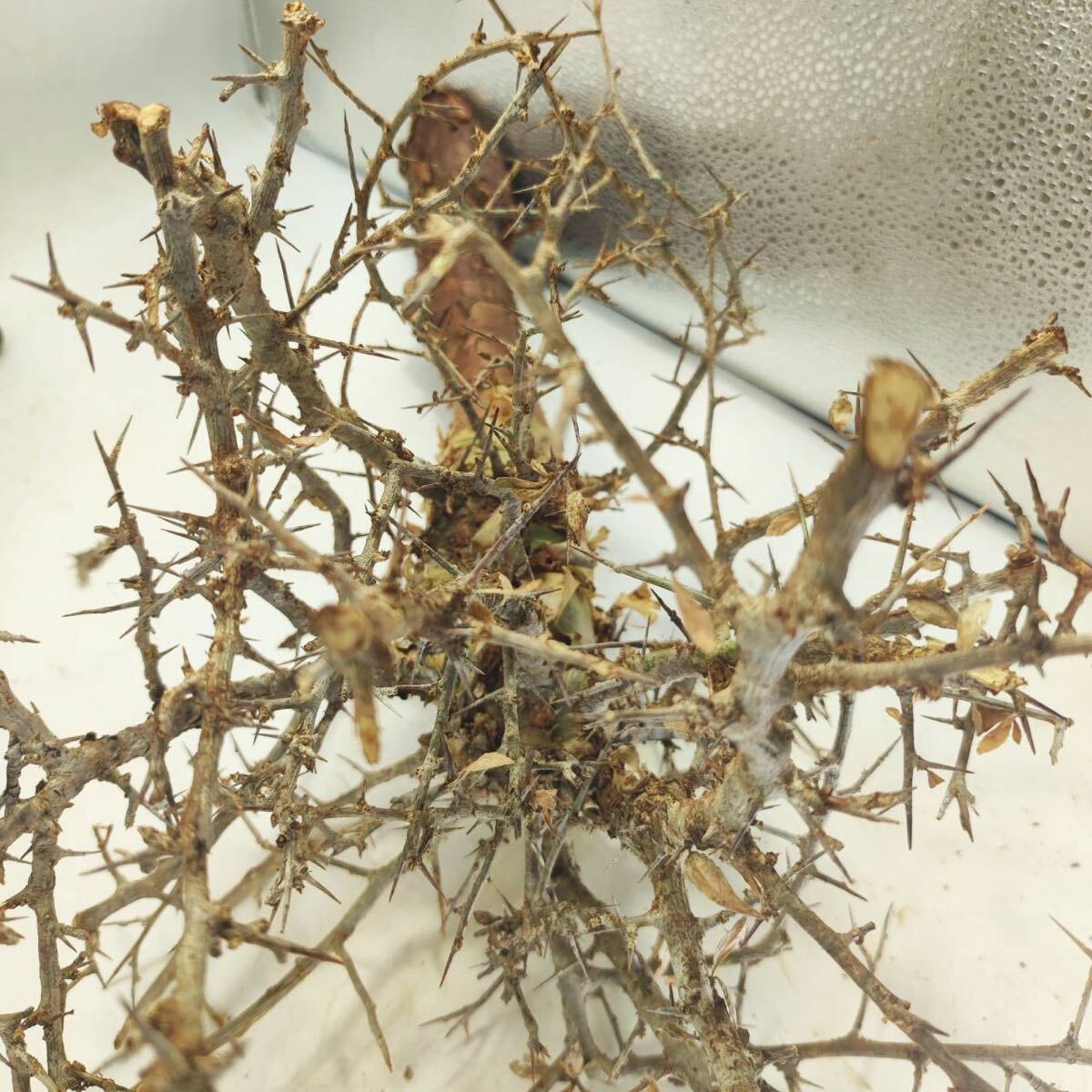 T036 アフリカーナ コミフォラ・アフリカーナ Commiphora africana塊根植物 観葉植物 未発根_画像8