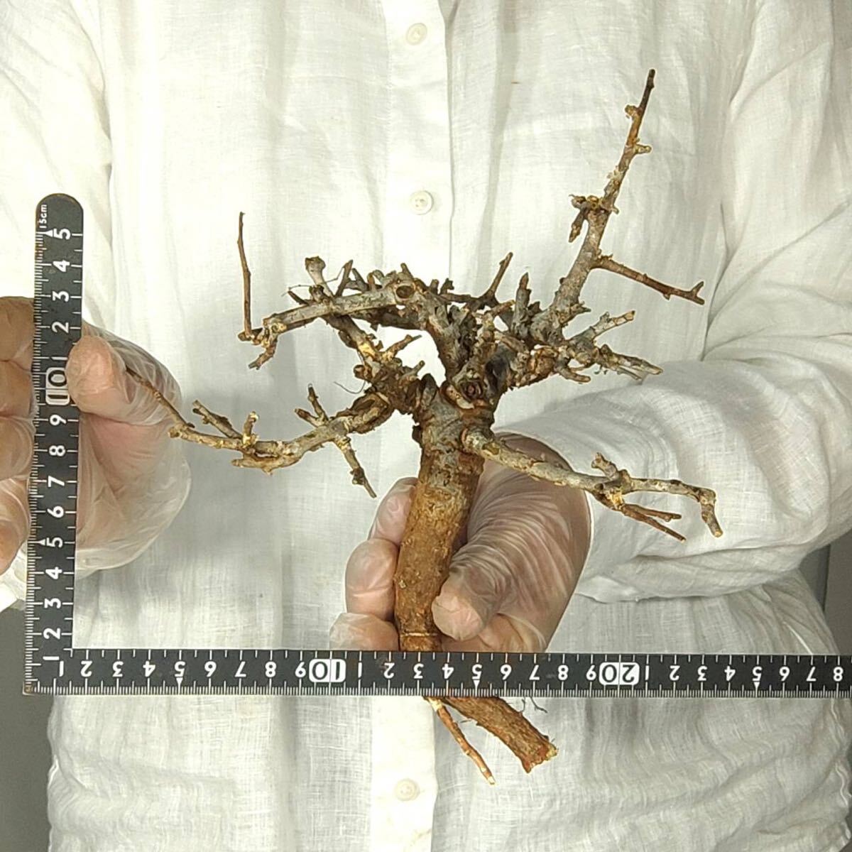 T017 ボスウェリア・ネグレクタ Boswellia neglecta 塊根植物 観葉植物 未発根_画像2