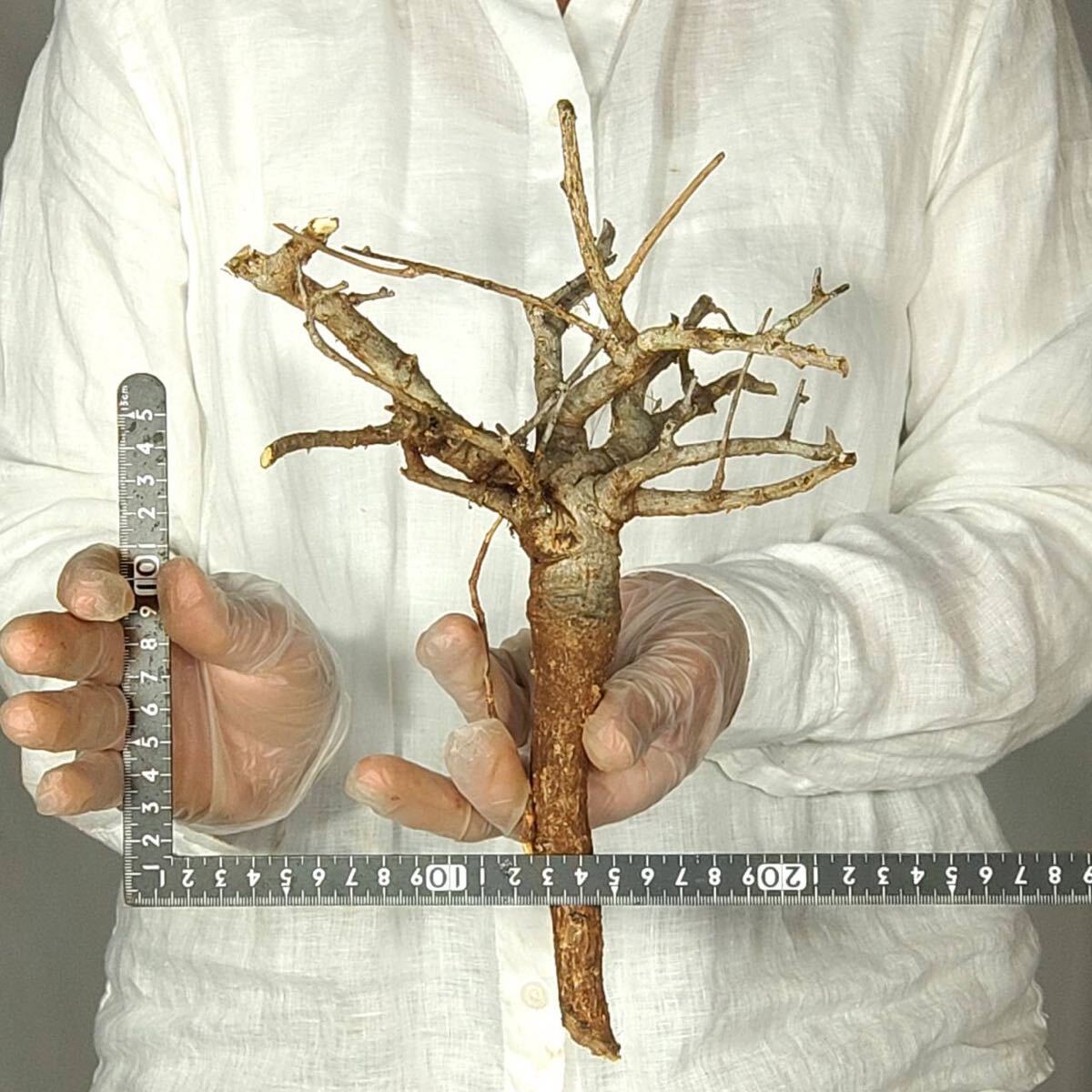 T020 ボスウェリア・ネグレクタ Boswellia neglecta 塊根植物 観葉植物 未発根_画像2