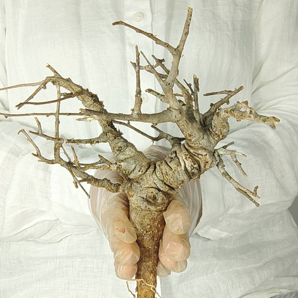 T088 ボスウェリア・ネグレクタ Boswellia neglecta 塊根植物 観葉植物 未発根_画像1