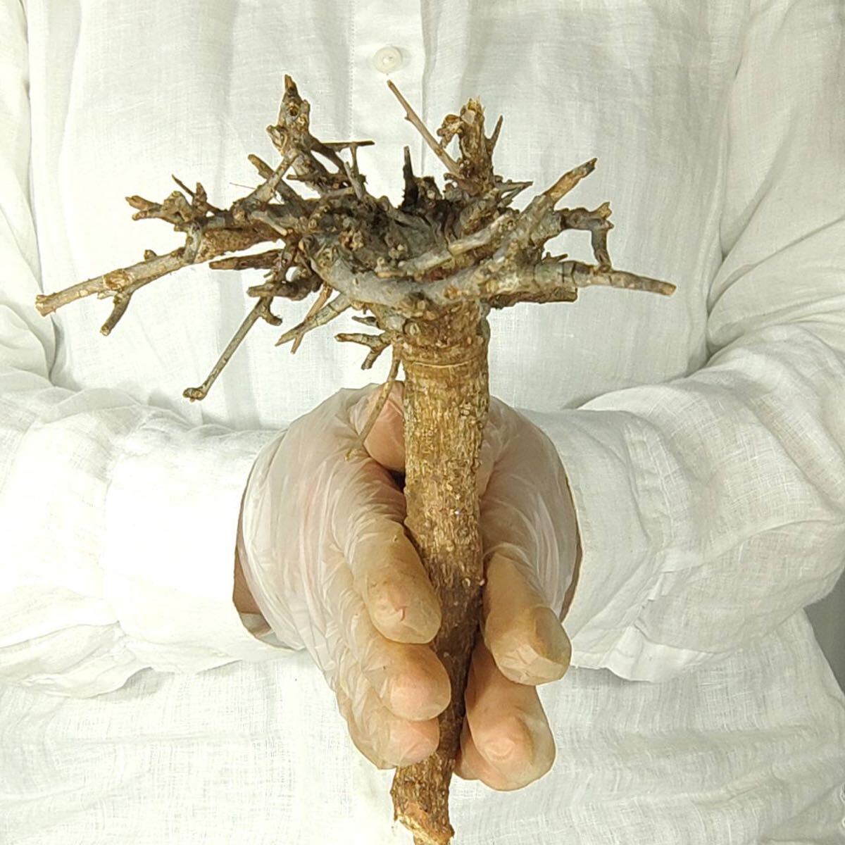T092 ボスウェリア・ネグレクタ Boswellia neglecta 塊根植物 観葉植物 未発根_画像3