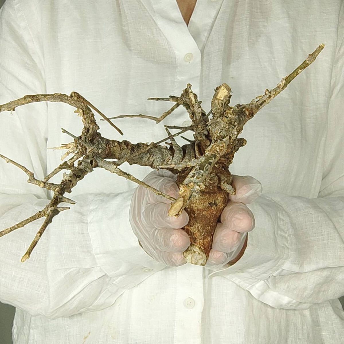 T117 ボスウェリア・ネグレクタ Boswellia neglecta 塊根植物 観葉植物 未発根_画像3