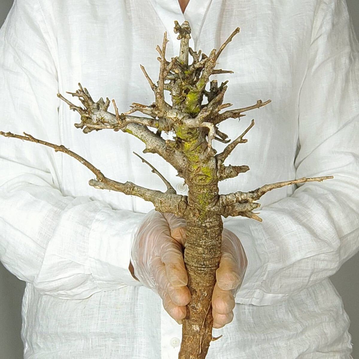 T027 ボスウェリア・ネグレクタ Boswellia neglecta 塊根植物 観葉植物 未発根_画像4