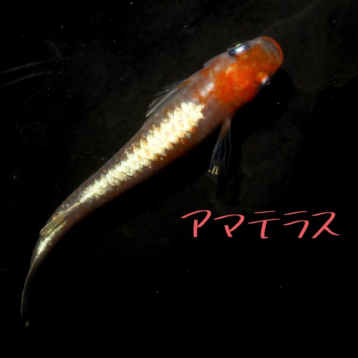 アマテラス　稚魚１０匹＋α　メダカ_画像2