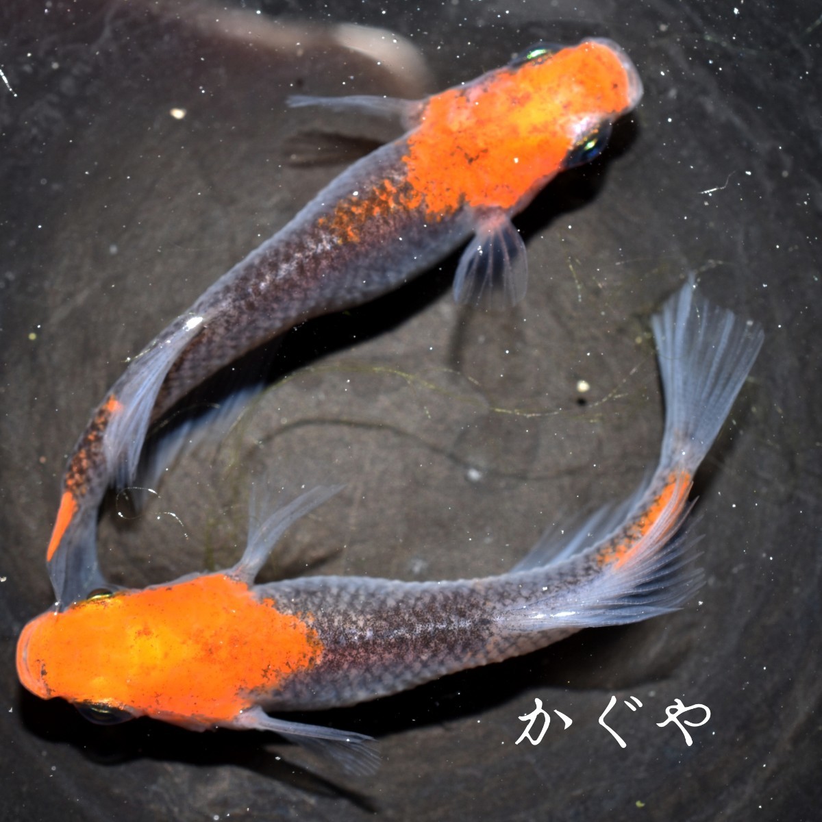 かぐや　稚魚　１０匹　オマケ　付き　めだか メダカ α　親種　星田めだか　様　ブリード　個体　血統　ブラック　リム　透明鱗　丹頂_画像5