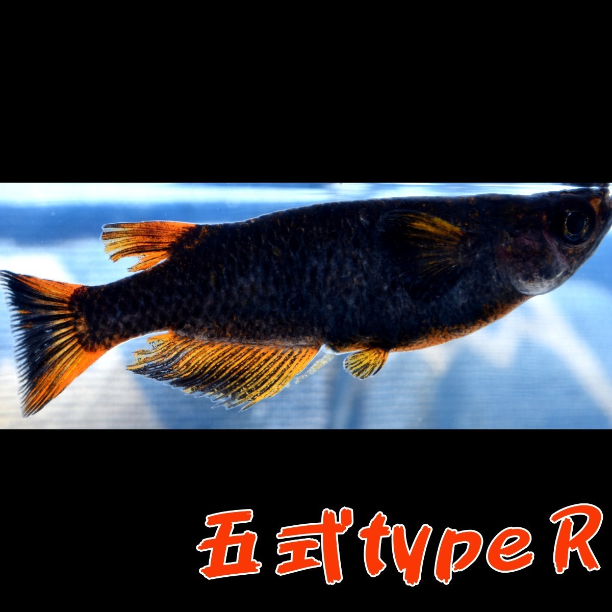 〓MEDAKANEON〓 五式typeＲ　稚魚１０匹　＋α　５式　五式 typeR メダカ　めだか　タイプ　ブラック　黒　リム　RED　レッド　_画像2