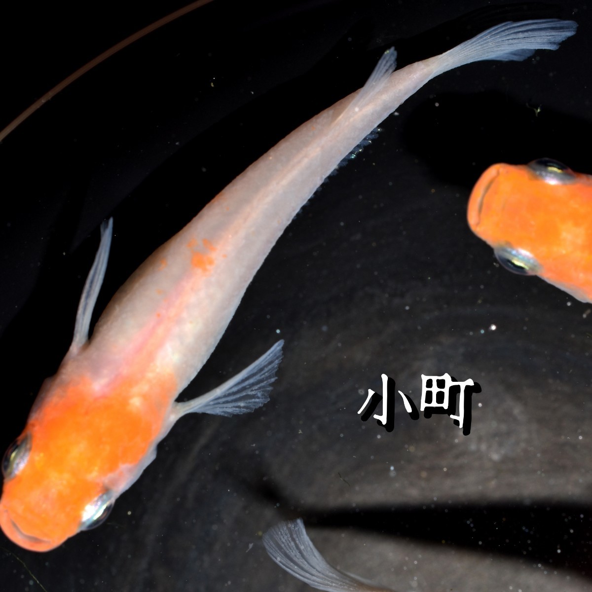 小町　稚魚　１０匹　オマケ　付き メダカ　めだか　α　紅白　赤　紅　白　鯉　非透明鱗　非　透明　鱗　産卵　間近　個体　_画像1