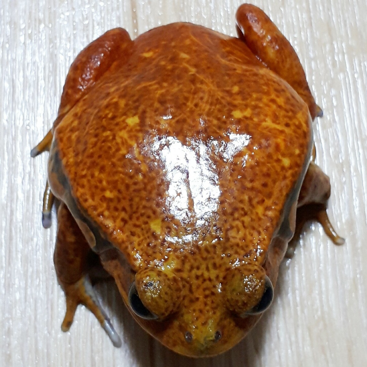 . rare super beautiful!!madaga Skull production wild rust tomato ga L * orange red. body . insect meal . pattern ..... go in .. pattern less type finest quality individual 