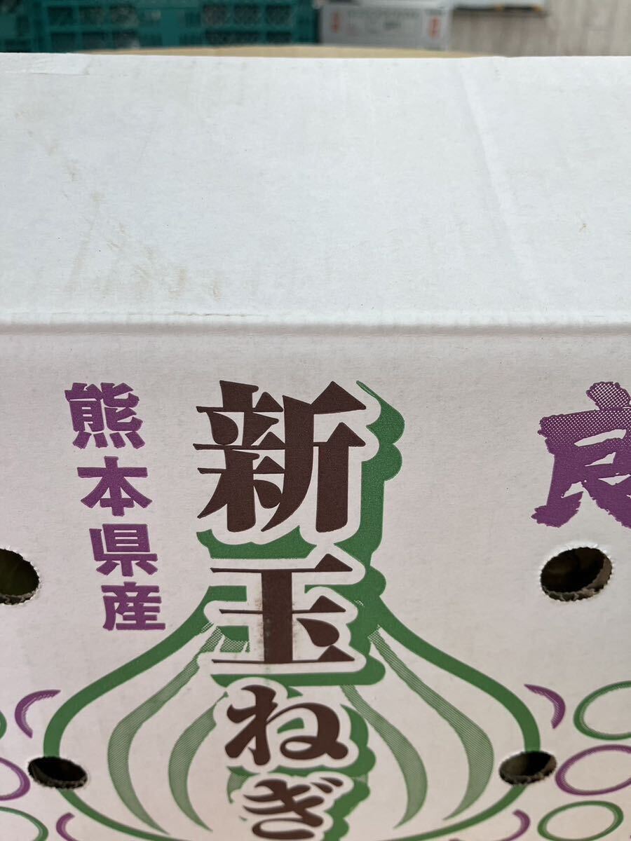  выгодная покупка! Kumamoto префектура производство новый шар лук порей размер смешивание 20kg степень ②