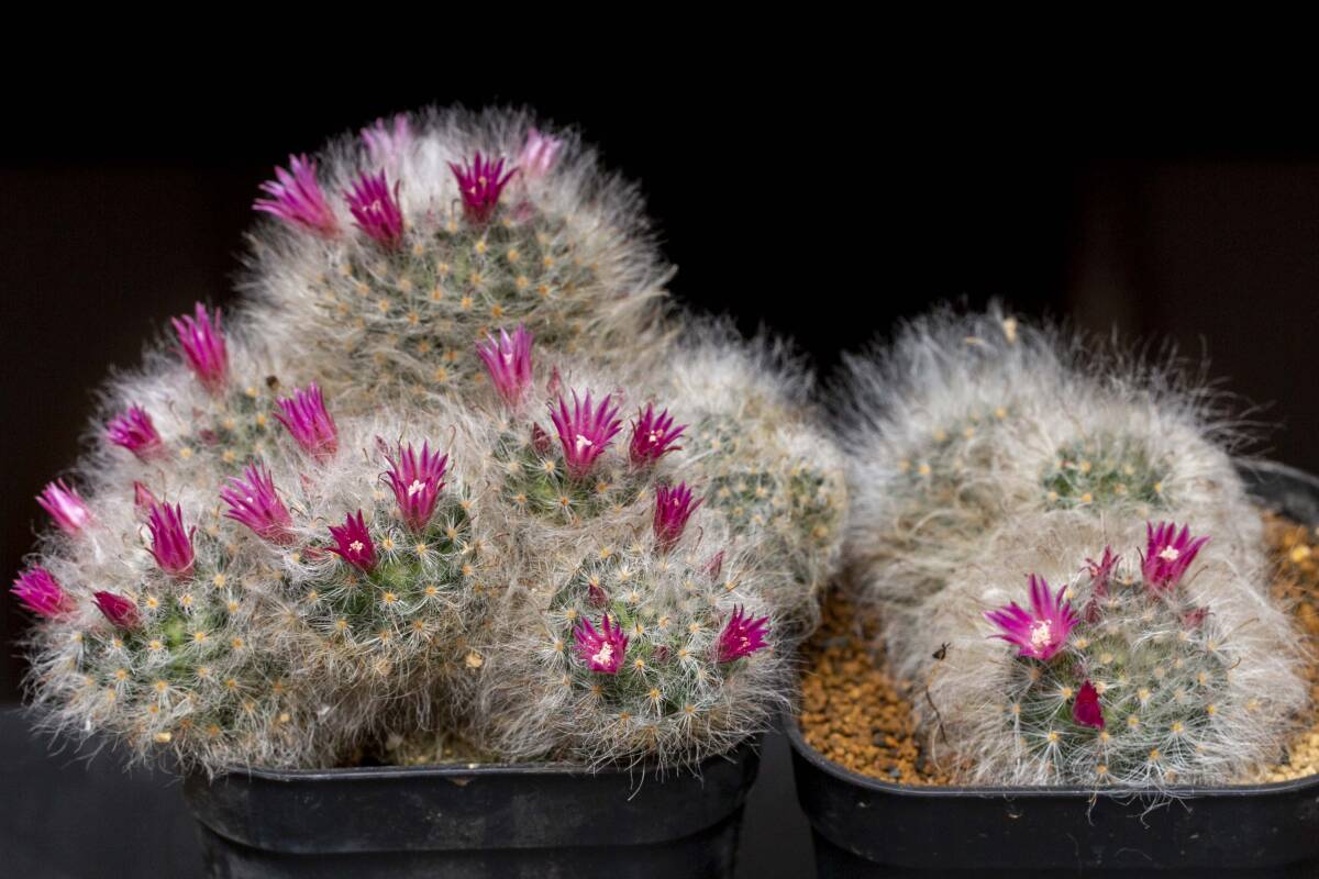 サボテン・種子・高砂（マミラリア属）・自家採取 30粒・【学名】Mammillaria bocasanaの画像2