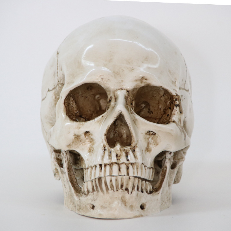 新入荷　医療モデル 1:1 人間 頭部モデル 頭蓋骨 解剖学 レプリカ 樹脂 インテリア 装飾 アンティーク 雑貨 ハロウィン スカル 髑髏 骸骨_画像5