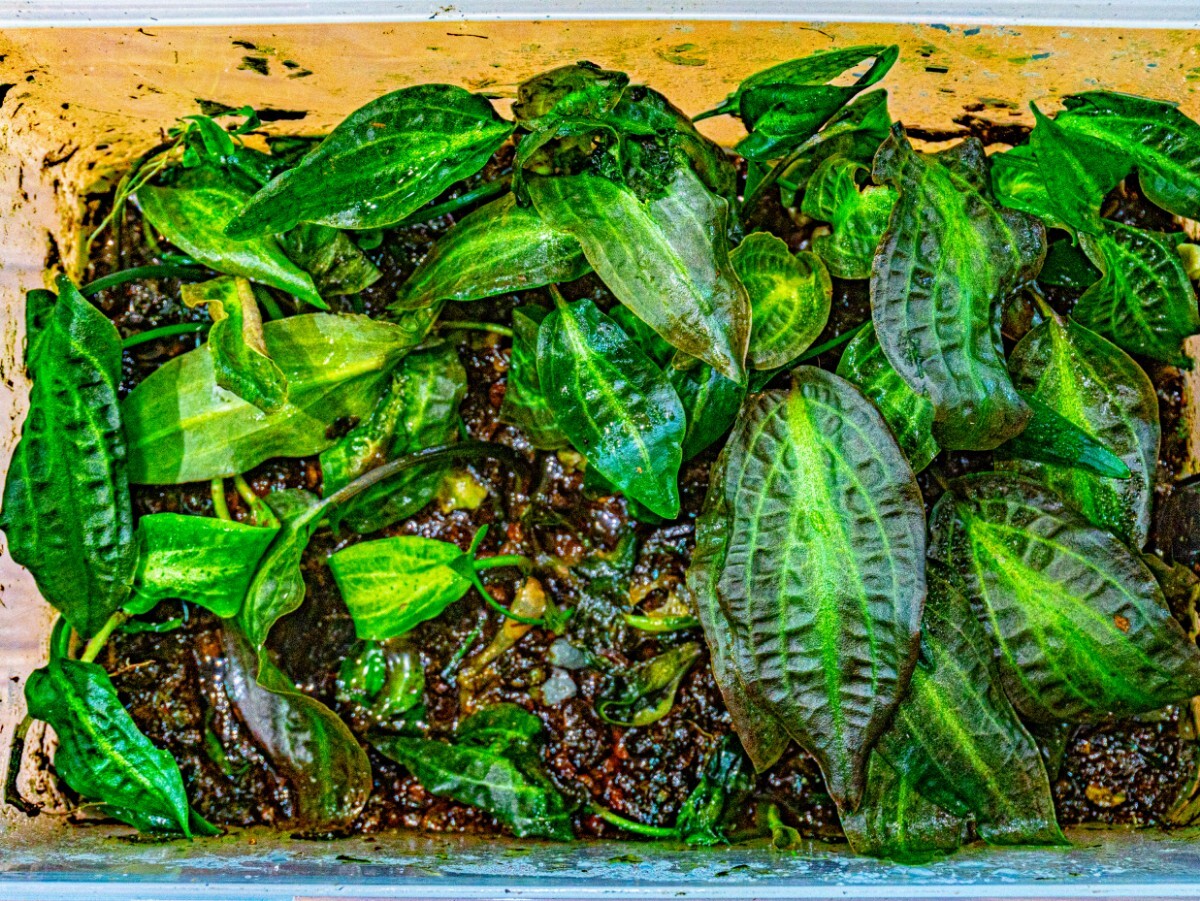 Cryptocoryne nurii Diamond Line from Kpg Desa Musai pulau Lingga [AZ0917-2]_画像2