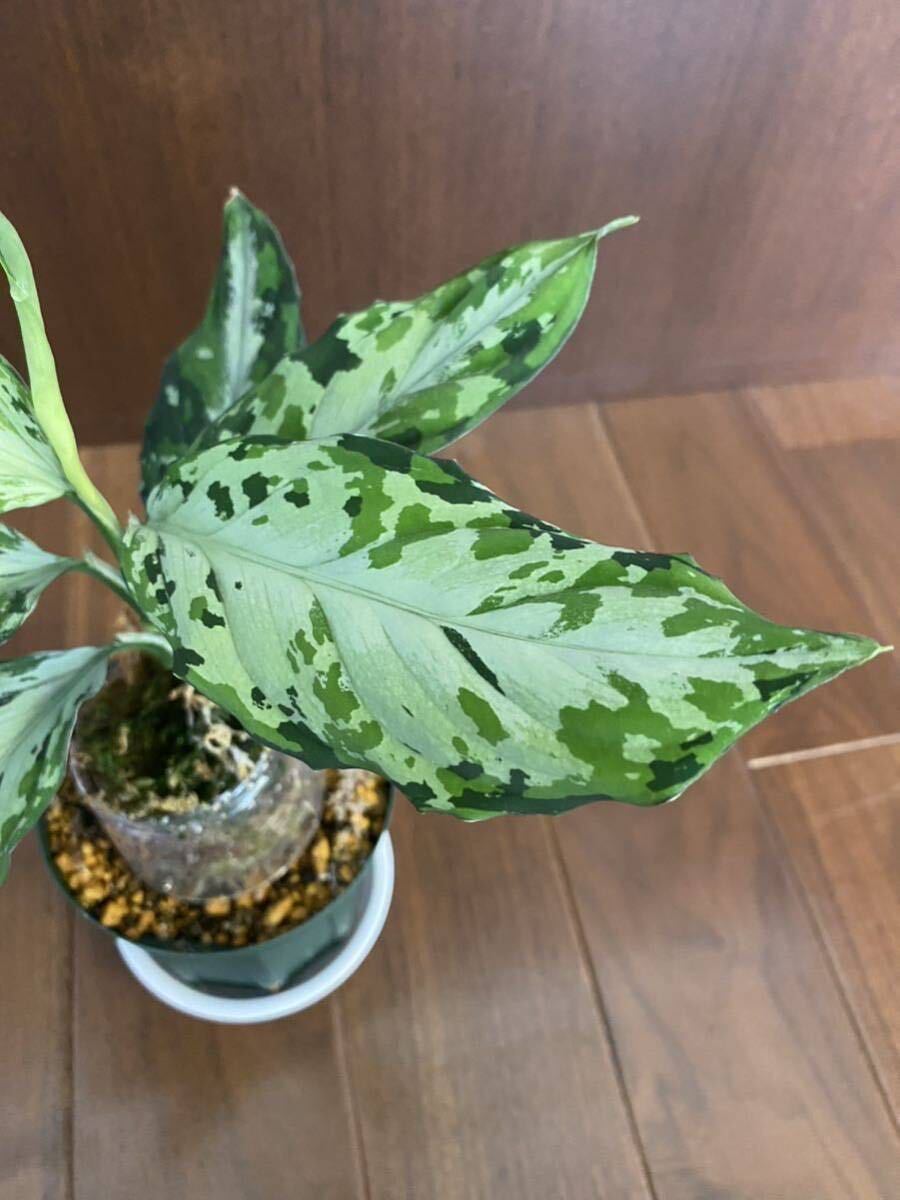 【Grow aquarium】Aglaonema pictum 夢観極彩 千眼葉 アグラオネマ（用土、鉢、管理タグ付）の画像5