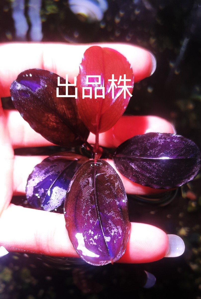 珍しい　ブセファランドラ　ｓｐ．violet blossom　水中葉 _画像4