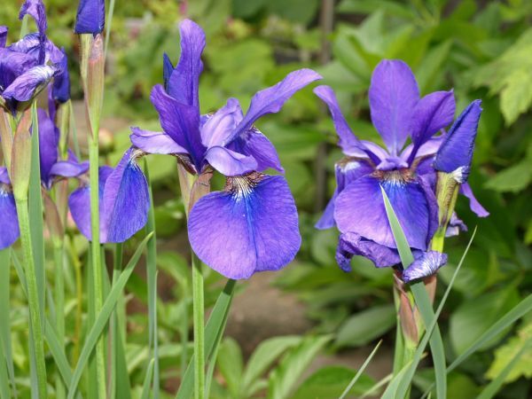 あやめ　アヤメの芽４芽_画像1