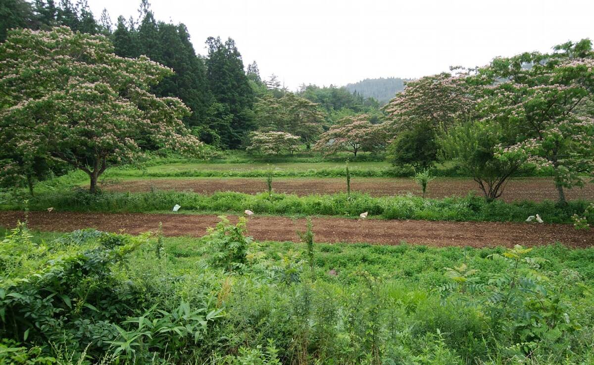 自然栽培 十割そば 2kg(200gＸ10袋)★岩手県産★無肥料・無農薬の干し蕎麦★無添加★石臼挽き★味・コシ・香り素晴らしくそば湯も絶品♪_画像4