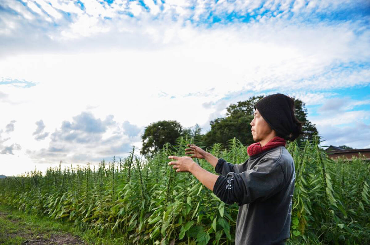  nature cultivation raw. gold . flax 105g(35gX3 sack )* Tottori prefecture * less fertilizer * less pesticide * domestic self . proportion 0.1% is said ... rare sesame * Peanuts. like kok...