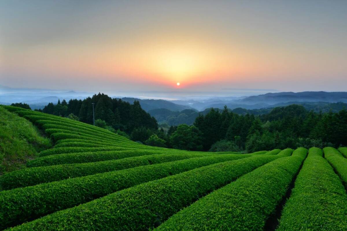 七福健茶（ティーバッグ）(3g×10TB)★奈良県大和高原の誇り高く、福福しい大和茶★無添加・無農薬★心身にご利益のあるブレンドティー♪