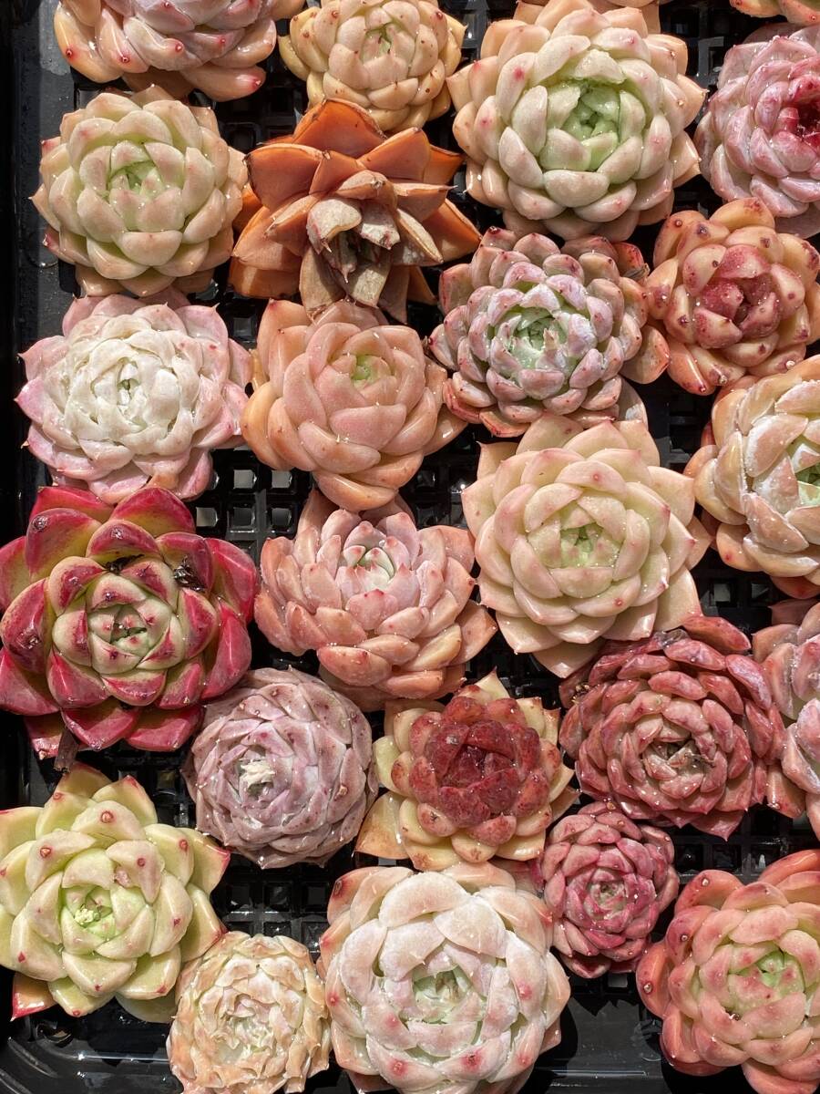 50株　 V318　多肉植物 エケベリア属　Echeveria DC 　ベンケイソウ科　交雑種類　超美苗 サボテン 観葉植物 花 レア種_画像2