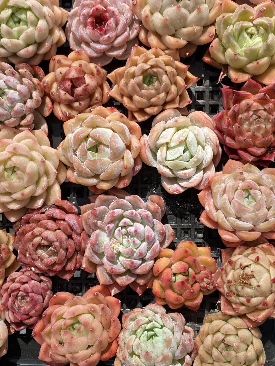 50株　 V318　多肉植物 エケベリア属　Echeveria DC 　ベンケイソウ科　交雑種類　超美苗 サボテン 観葉植物 花 レア種_画像3