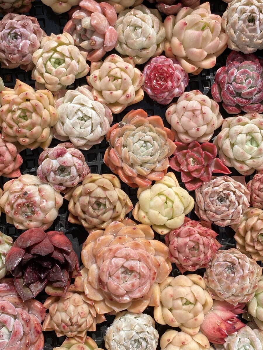 73株　V334　多肉植物 エケベリア属　Echeveria DC 　ベンケイソウ科　交雑種類　超美苗 サボテン 観葉植物 花 レア種_画像4