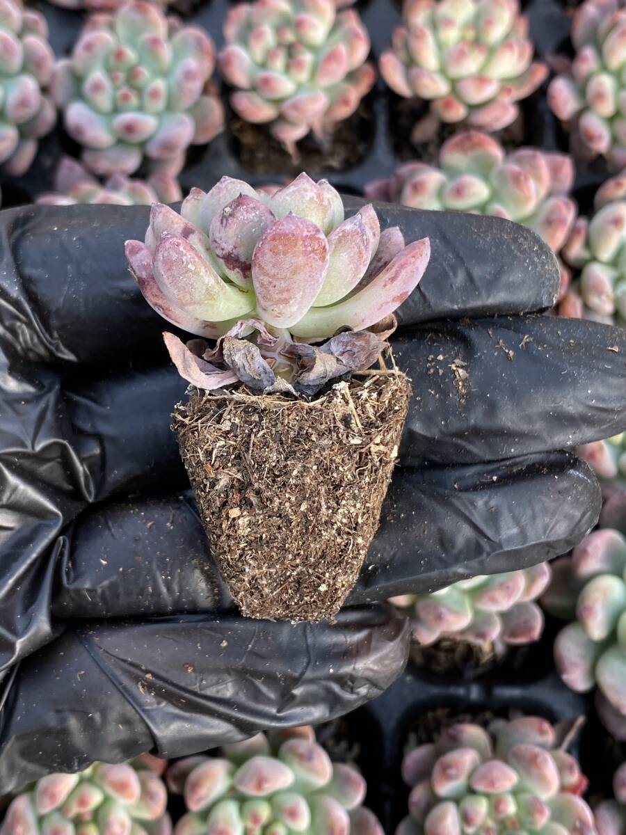  128株 X62-1多肉植物 エケベリア 　青リンゴ超美苗 サボテン 観葉植物 花 園芸　レア種 土と根付きで_画像2