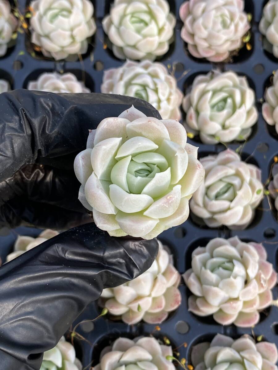 105株 X63-1多肉植物 エケベリア 白月影超美苗 サボテン 観葉植物 花 園芸　レア種 土と根付きで_画像1