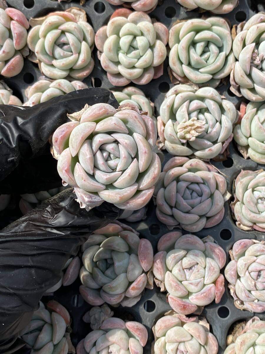 105株 W10-1多肉植物 エケベリアエリザベス超美苗 サボテン 観葉植物 花 園芸　レア種 土と根付きで_画像1