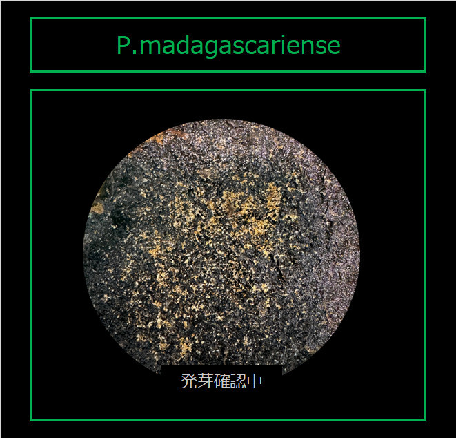Platycerium madagascariense 胞子嚢　ビカクシダ　マダガスカリエンセ　
