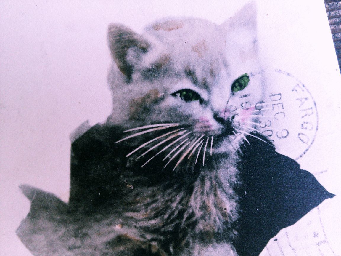 猫(11) W41◆アンティークポストカード フランス ドイツ ベルギー イタリア イギリス ネコ ねこ 子猫 外国絵葉書 ビンテージ_画像3
