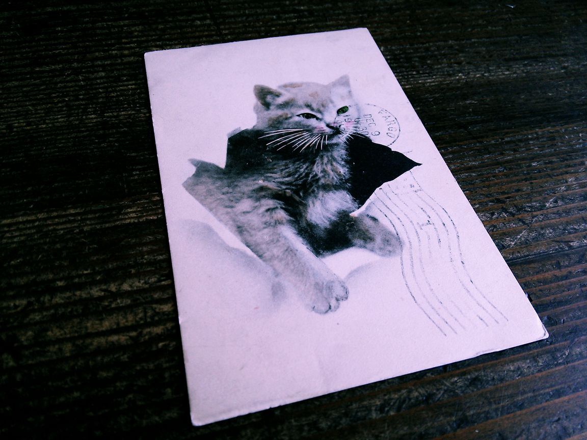 猫(11) W41◆アンティークポストカード フランス ドイツ ベルギー イタリア イギリス ネコ ねこ 子猫 外国絵葉書 ビンテージ_画像8